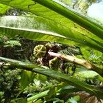 Mangenotiella stellata Fruit