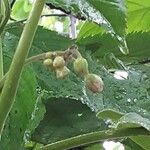 Solanum betaceum Kukka