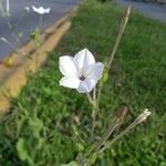 Nicotiana quadrivalvis Flor