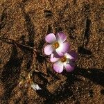 Linanthus dianthiflorus Flor