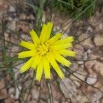 Scorzonera aristata 花