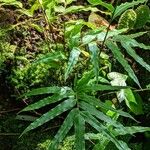 Stenochlaena tenuifolia Blad
