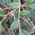 Cotoneaster franchetii برگ