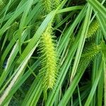 Carex lurida Blatt