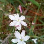 Simethis mattiazzii Floare