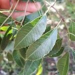 Myracrodruon balansae Leaf