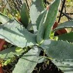 Agave asperrima葉