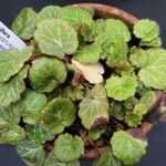 Saxifraga stolonifera Blad