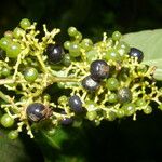 Psychotria berteroana പുഷ്പം