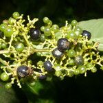 Psychotria berteroana Flor