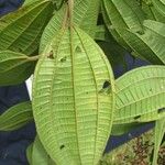 Miconia affinis Leaf