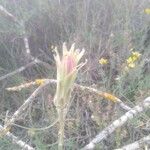 Scorzonera angustifolia Цвят