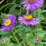 Symphyotrichum novae-angliaeFiore