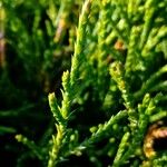 Chamaecyparis pisifera Yaprak