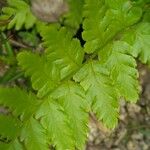 Dryopteris carthusiana Foglia