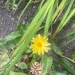 Calendula arvensisBlüte