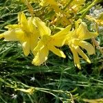 Hemerocallis minor Blüte