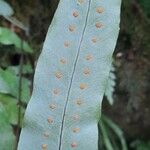 Phlebodium pseudoaureum Fruct