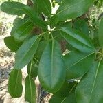 Tabebuia pallida Blatt