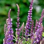 Salvia nemorosa Hábito