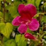 Lophospermum erubescens 花