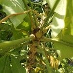 Cussonia arborea Leaf