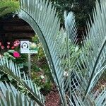 Encephalartos lehmannii Hoja
