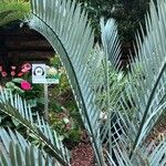 Encephalartos lehmannii 葉