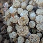 Conophytum