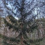 Picea abies Хабит