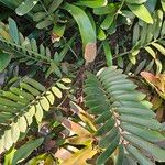 Zamia furfuracea Leaf