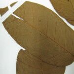 Ficus cremersii Máis