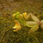 Utricularia stellaris Blomma