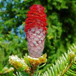 Picea abies Цвят