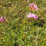 Saponaria caespitosa Habit