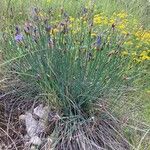 Aphyllanthes monspeliensis Habit