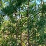 Pinus taeda ശീലം