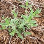 Aspilia mossambicensis Hoja