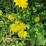 Doronicum plantagineum花