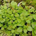 Lindernia dubia 葉