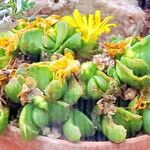 Glottiphyllum depressum عادت داشتن