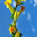 Cytisus elongatus Květ