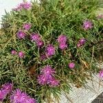 Delosperma cooperi Buveinė