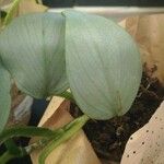 Philodendron hastatum Hoja
