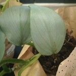 Philodendron hastatum Foglia