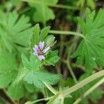 Geranium pusillumപുഷ്പം