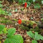 Arum cylindraceum Hoja