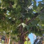 Tilia tomentosa 葉