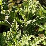 Lavandula multifida Leaf