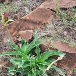 Crinum macowanii Folha